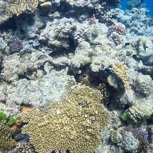 Great_Barrier_Reef.jpg