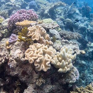 Great_Barrier_Reef-3.jpg