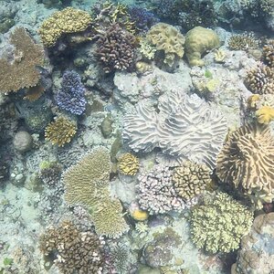 Great_Barrier_Reef-5.jpg