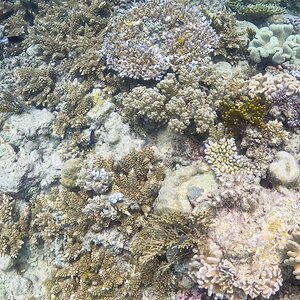 Great_Barrier_Reef-6.jpg