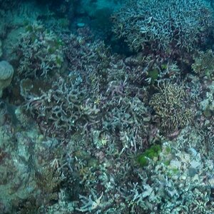 Great_Barrier_Reef-11.jpg