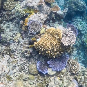 Great_Barrier_Reef-12.jpg