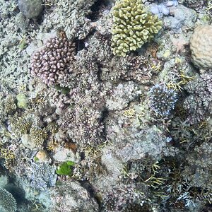 Great_Barrier_Reef-14.jpg