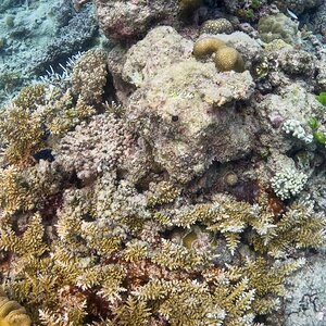 Great_Barrier_Reef-16.jpg
