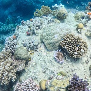 Media 'Great_Barrier_Reef-17.jpg' in category 'Underwater Photos'