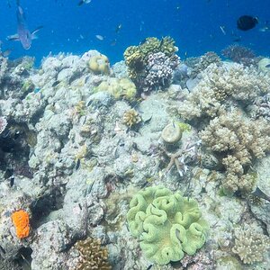 Great_Barrier_Reef-18.jpg