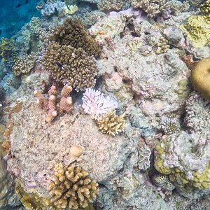 Media 'Great_Barrier_Reef-19.jpg' in category 'Underwater Photos'