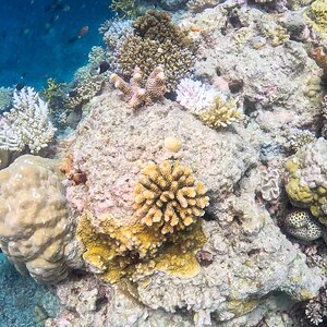 Great_Barrier_Reef-20.jpg