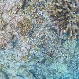 Great_Barrier_Reef-21.jpg