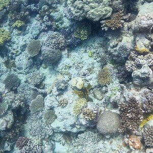 Media 'Great_Barrier_Reef-22.jpg' in category 'Underwater Photos'