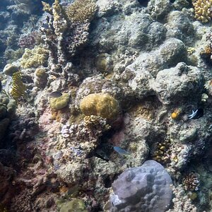 Great_Barrier_Reef-23.jpg