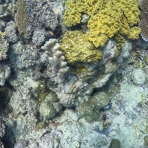 Great_Barrier_Reef-25.jpg