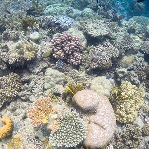 Great_Barrier_Reef-26.jpg