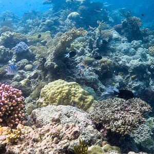 Great_Barrier_Reef-29.jpg