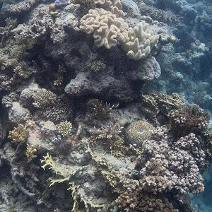 Great_Barrier_Reef-31.jpg