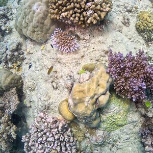 Great_Barrier_Reef-33.jpg