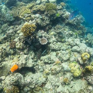 Great_Barrier_Reef-34.jpg