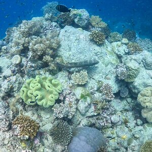 Media 'Great_Barrier_Reef-35.jpg' in category 'Underwater Photos'