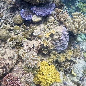 Media 'Great_Barrier_Reef-36.jpg' in category 'Underwater Photos'