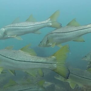 Clearwater Reef & Gag Pete's Ledge - Incl. Massive school of Snook in 4K
