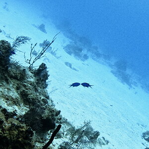 Media 'GPTempDownload.jpeg' in category 'Underwater Photos'