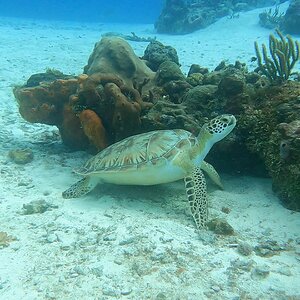 cozumel diving.jpg