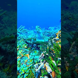 Cozumel Diving Trip 2025