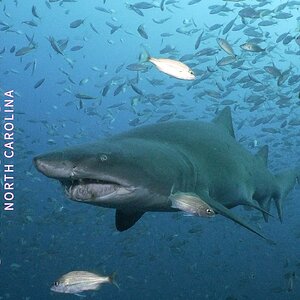 Sand Tiger Shark - North Carolina