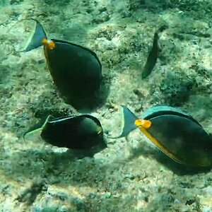 Maui Shaka Snorkeling 2025