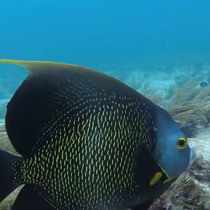 Diving Davey Crocker / Pleasure Reef -  Islamorada, FL