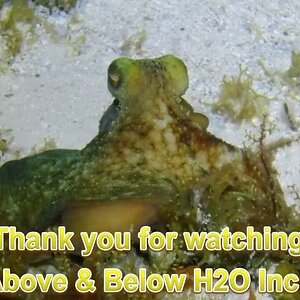 Octopus night dive Cozumel May 2025