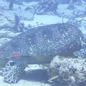 TURTLES Cozumel 2025