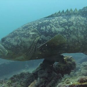 Spooky Ledge & Clearwater Wreck Incl. diving with a group of juggernaut Goliaths! 💪🤘