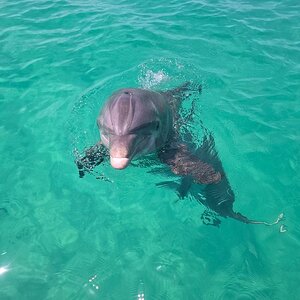 Media 'Shell Island Dolphin' in category 'Marine Animals'