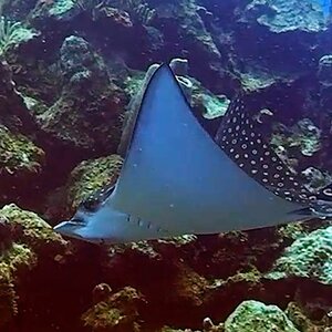 Roatan 2025