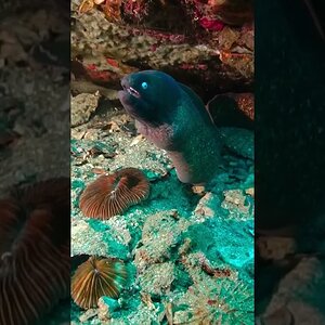 Beautiful colours underwater captured filming with @ORCATORCHWorldwide  D910V Video lights