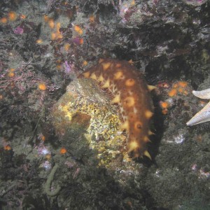 California Sea Cucumber