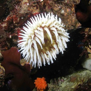 Anemone