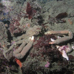 Decorator Crab