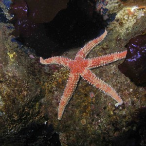 Rainbow Starfish