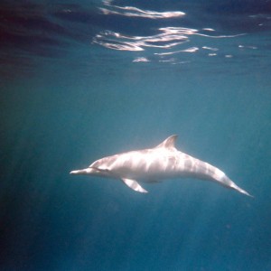 Hawaiian Spinner Dolphin