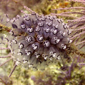 Tunicates