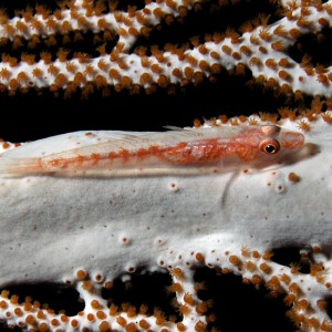 Fan goby