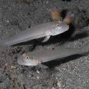 Gobies