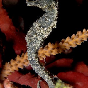 Timor Seahorse