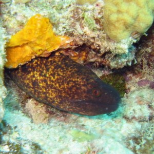 Yellow Margin Moray