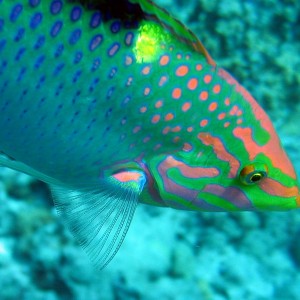 Checkerboard Wrasse