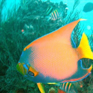 Boynton Reef on Splashdown 11