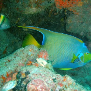 Boynotn Reef on Splashdown 12