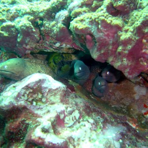 Five Morays in One Hole